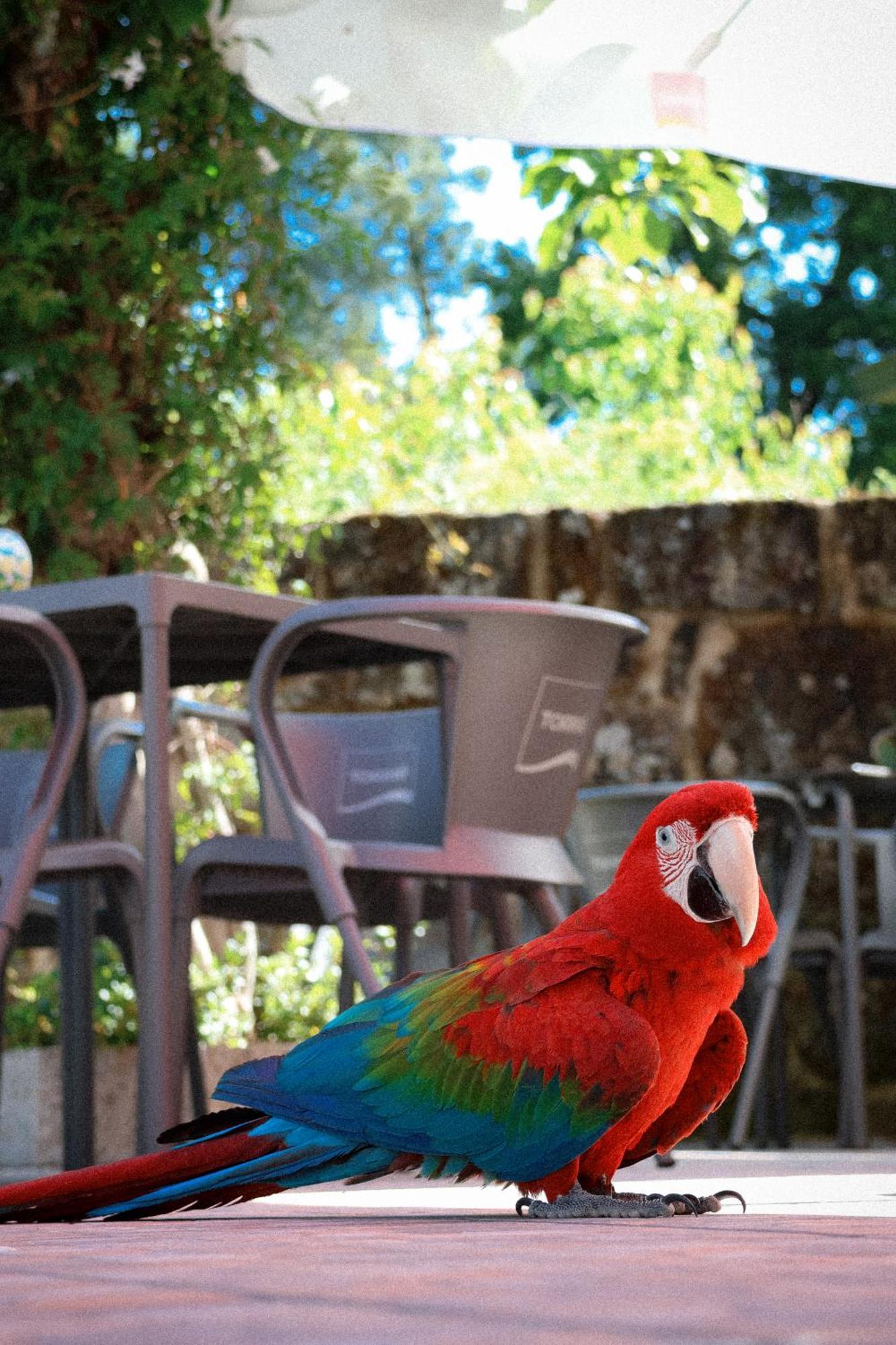 Ninho D'Arara Bed & Breakfast ตอนเดลา ภายนอก รูปภาพ